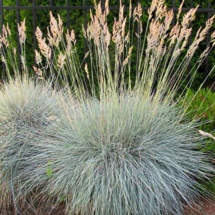 Festuca valesiaca var. 'Glaucantha' (Vékony csenkesz)