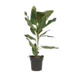 Ficus BENG JOY