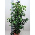 Ficus BE DANIELLE