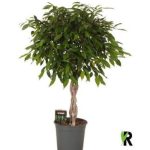 Ficus BE FOLIOLE FONOTT TÖRZSES