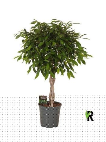 Ficus BE FOLIOLE FONOTT TÖRZSES