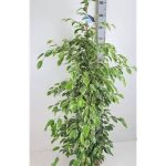 Ficus BE GOLDEN KING