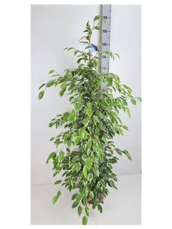 Ficus BE GOLDEN KING