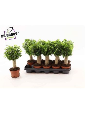 Ficus BE NATASJA JUTA