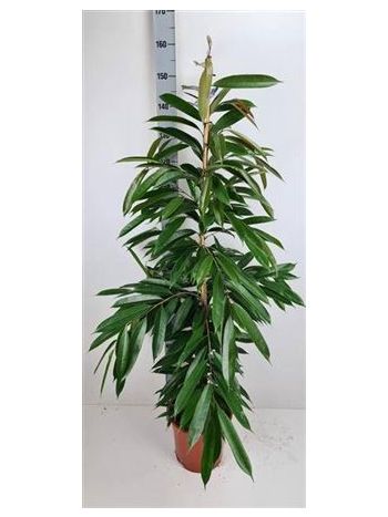 Ficus BIN AMSTEL KING