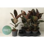 Ficus EL PINK CAMOUFL
