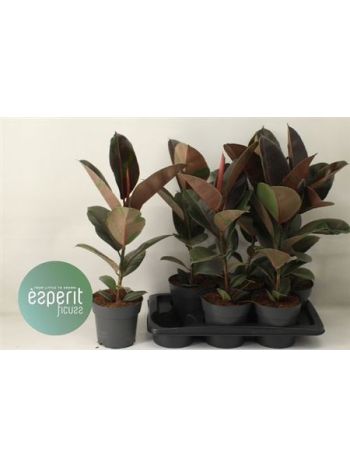 Ficus_EL_PINK_CAMOUFL Ficus EL PINK CAMOUFL