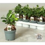 Ficus MI GINSENG