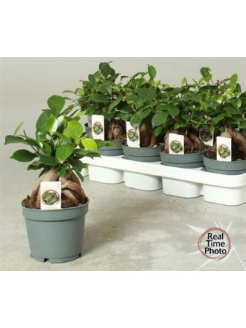 Ficus_MI_GINSENG Ficus MI GINSENG