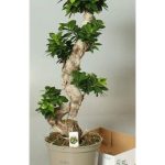 Ficus MI GINSENG