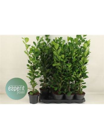 Ficus_MI_MOCLAME Ficus MI MOCLAME