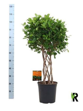 Ficus_MI_MOCLAME_KoRFONOTT_ToRZSES Ficus MI MOCLAME KÖRFONOTT TÖRZSES