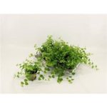 Ficus PU GREEN SUNNY