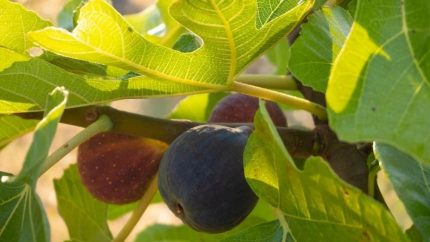 Ficus carica 'Smyrna' (Közönséges füge)