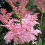 Filipendula rubra 'Venusta' (Magas legyezőfű)