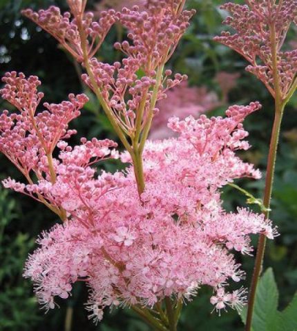Filipendula rubra 'Venusta' (Magas legyezőfű)