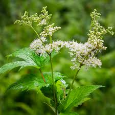 Filipendula_ulmaria-Reti_legyezofu_kerti_tavi_noveny Filipendula ulmaria-Réti legyezőfű kerti tavi növény