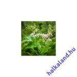 Filipendula ulmaria 'Plena' (Réti legyezőfű)