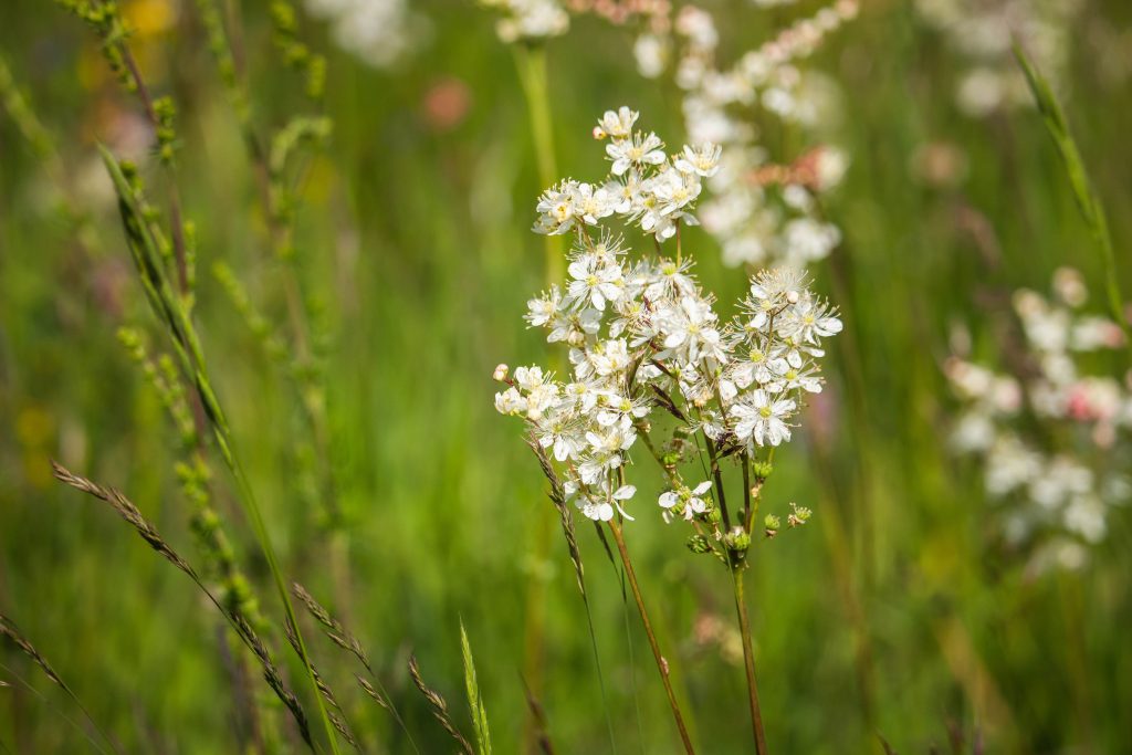 Filipendula_vulgaris_Koloncos_legyezofu_-_11x11-es_cserepben Filipendula vulgaris (Koloncos legyezőfű)