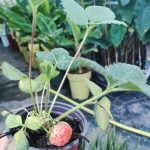 Aardbeien 'Ostara' – Folytontermő szamóca