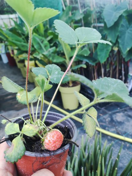 Aardbeien 'Ostara' – Folytontermő szamóca