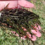 Fontinalis antipyretica – Közönséges forrásmoha