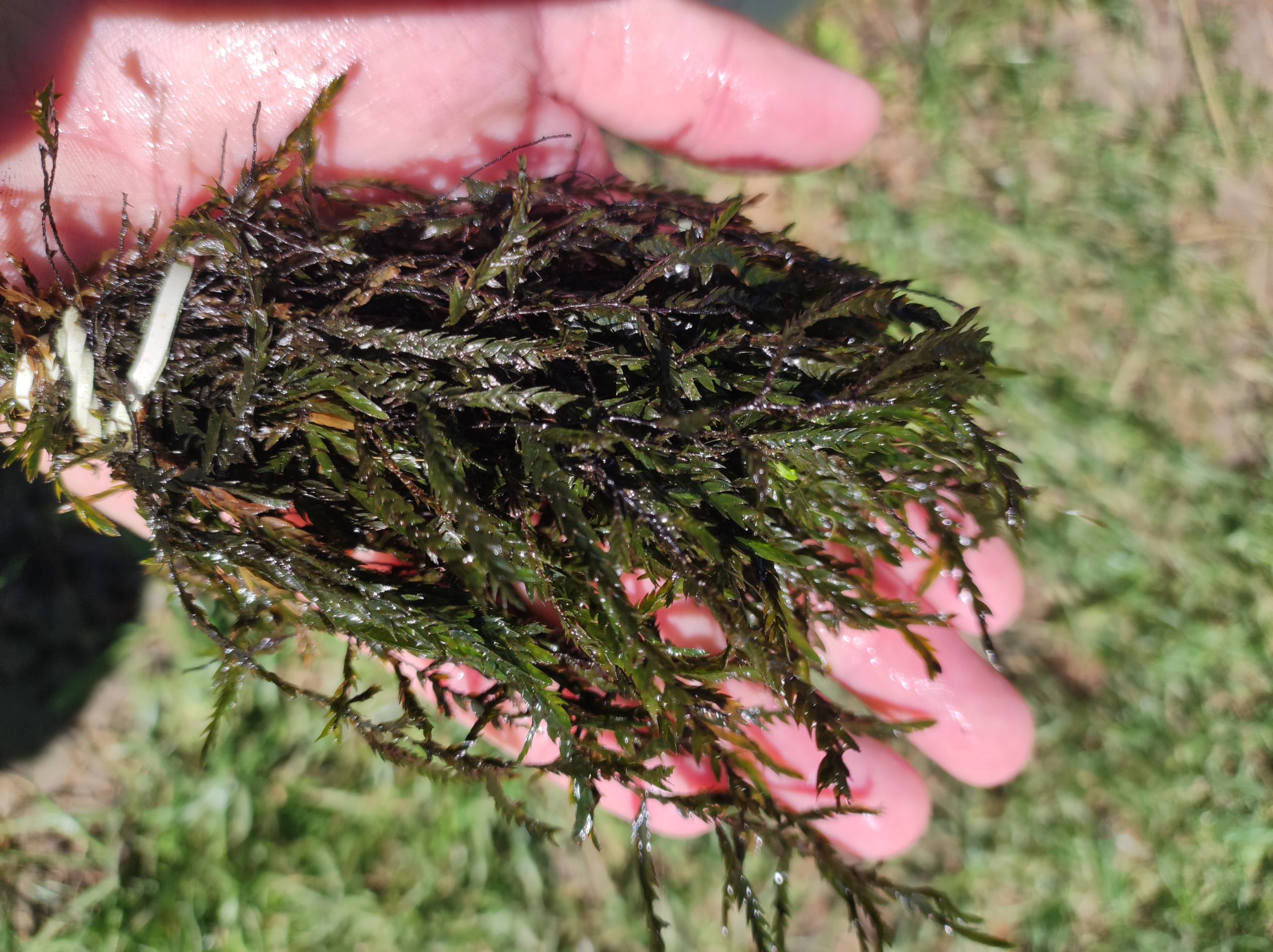 Fontinalis_antipyretica_-_kozonseges_forrasmoha Fontinalis antipyretica – Közönséges forrásmoha