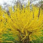 Forsythia intermedia Lynwood