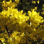 Forsythia intermedia 'Spectabilis' -
