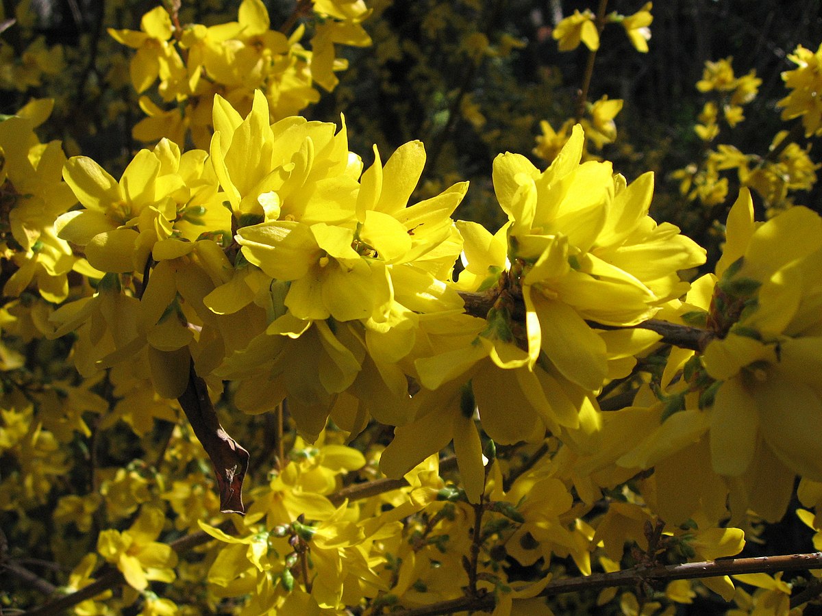 Forsythia_intermedia_Spectabilis_-_ Forsythia intermedia 'Spectabilis' -