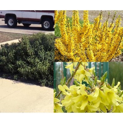 Forsythia viridis 'Weber's Bronx' - Törpe aranyvessző