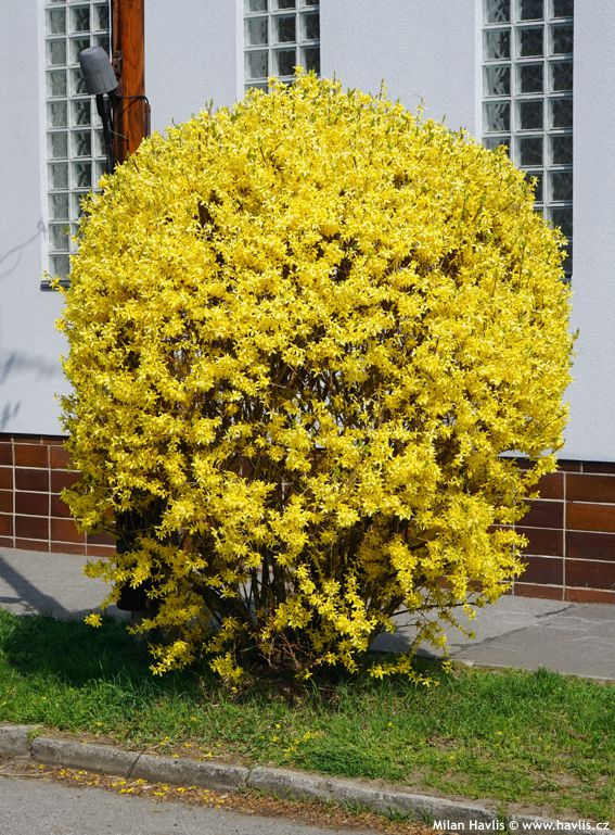 Forsythia_x_intermedia_Courtalyn____Week_End_-_Aranyvesszo Forsythia x intermedia 'Courtalyn' (Week End) - Aranyvessző