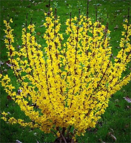 Forsythia x intermedia 'Flojor' (Minigold) - Törpe aranyvessző