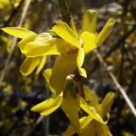 Forsythia x intermedia 'Golden Times' - Sárga levélszegélyű aranyveszző