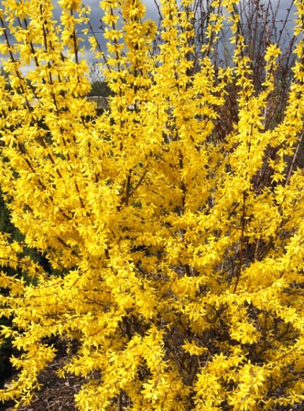 Forsythia x intermedia 'Goldrausch' - Nagy virágú aranyvessző
