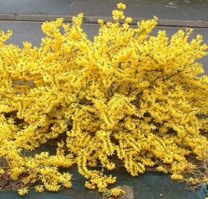 Forsythia x intermedia 'Goldzauber' - Törpe aranyvessző