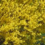 Forsythia x intermedia 'Maluch' - Terebélyes aranyvessző