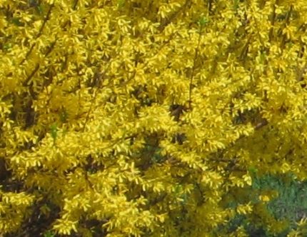 Forsythia x intermedia 'Maluch' - Terebélyes aranyvessző