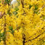 Forsythia x intermedia 'Mélée d'Or' (Courtaneur) - Törpe aranyvessző