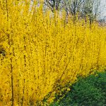 Forsythia x intermedia 'Mikador'® - Törpe aranyvessző