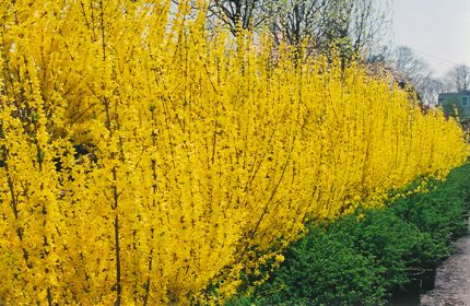 Forsythia x intermedia 'Mikador'® - Törpe aranyvessző