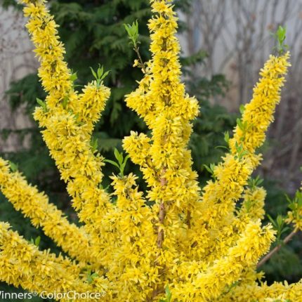Forsythia x intermedia 'Mindor'® - Sűrű virágú törpe aranyvessző