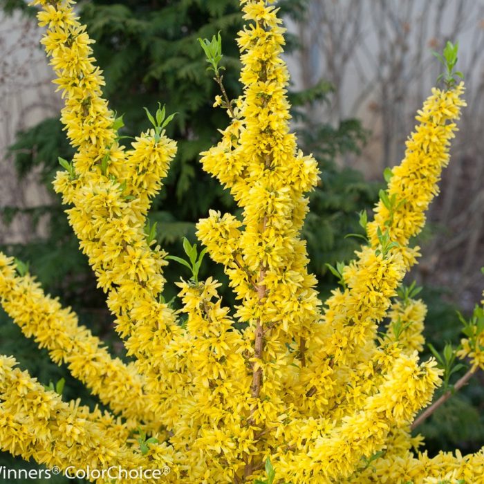 Forsythia x intermedia 'Mindor'® - Sűrű virágú törpe aranyvessző