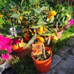 Fortunella margarita – Kumkvat (Ovális kumkvat)