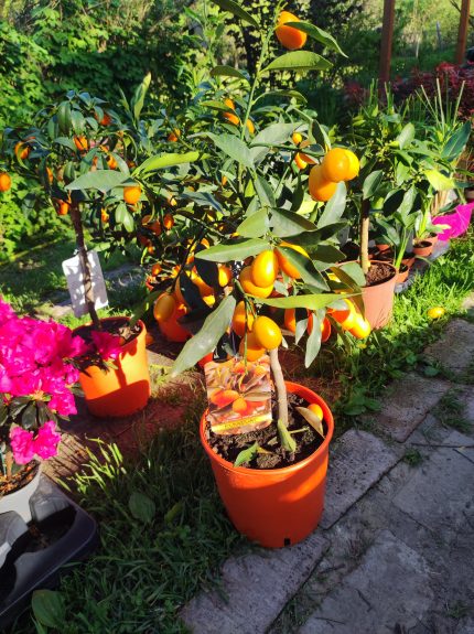 Fortunella margarita – Kumkvat (Ovális kumkvat)