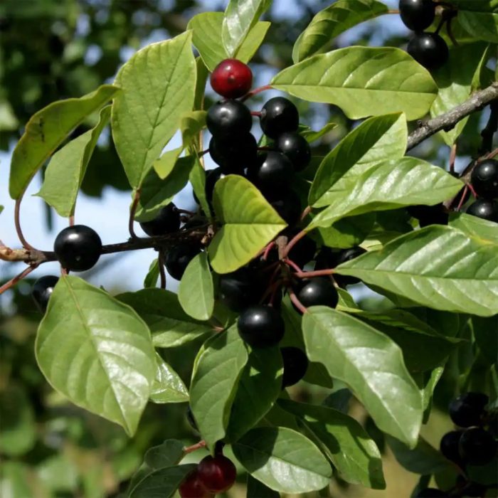 Frangula_alnus_-_Kozonseges_kutyabenge Frangula alnus - Közönséges kutyabenge
