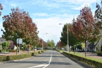 Fraxinus angustifolia 'Raywood' -