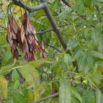 Fraxinus excelsior - Magas kőris