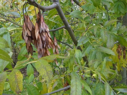 Fraxinus excelsior - Magas kőris