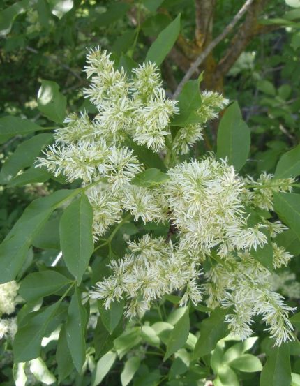 Fraxinus ornus - Virágos kőris